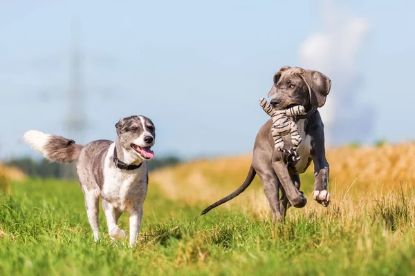 Danua köpek ve bir ülke yolda çalışan bir Avustralyalı çoban