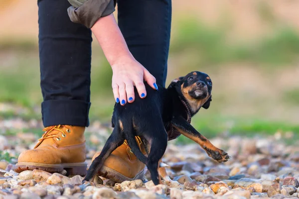 Kadın eli pinscher melez köpek yavrusu vuruş