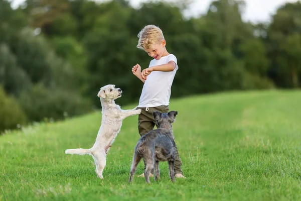 Menino brinca com dois cães pequenos — Fotografia de Stock