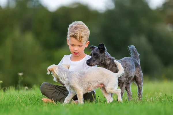 genç çocuk iki korkunç melez köpek ile açık havada çalış
