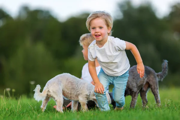 Dois meninos brincando com dois cães pequenos ao ar livre — Fotografia de Stock