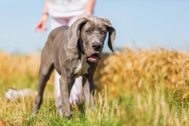 Danua köpek yavrusu bir ülke yolunda