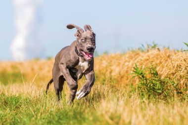 bir ülke yolda çalışan Danua köpek yavrusu