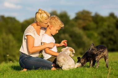 Anne oğluyla iki küçük köpekle oynamayı