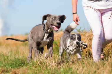 kadın Danua köpek ve bir Avustralya çoban köpeği ile bir ülke yolda yürüyor
