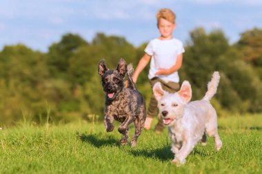 çocuk çocuk iki korkunç melez köpek ile bir çayır üzerinde çalışır.