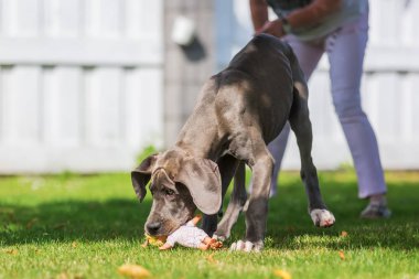 Danua köpek yavrusu bir kukla ile çalış