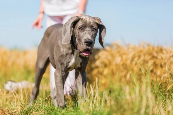 Danua köpek yavrusu bir ülke yolunda