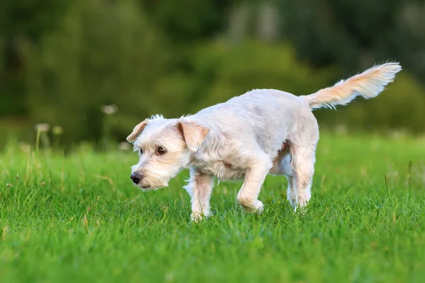 terrier hybrid dog walking on a meadow