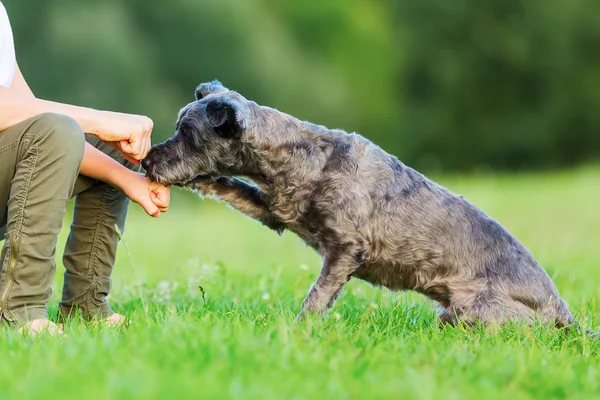 Woman and young boy holding a treat in the fist to a small dog — Stock Photo, Image