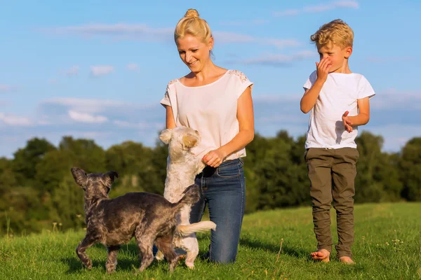 Mãe com seu filho brincando com dois cachorros pequenos — Fotografia de Stock