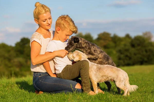 Mãe com seu filho brincando com dois cachorros pequenos — Fotografia de Stock