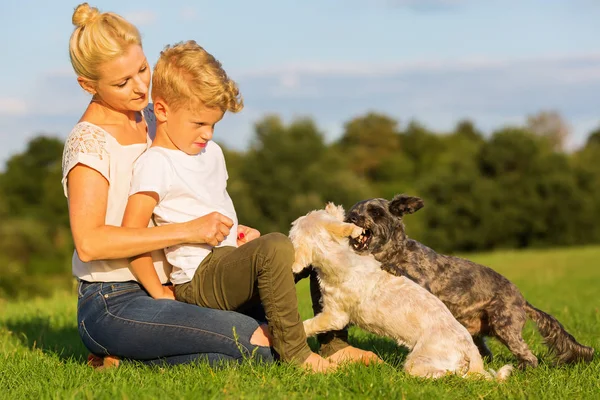 Mãe com seu filho brincando com dois cachorros pequenos — Fotografia de Stock