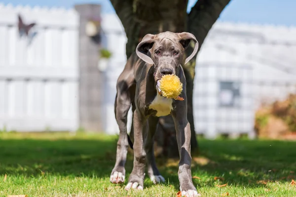 Großer Däne Welpe mit einem Kuscheltier in der Schnauze — Stockfoto