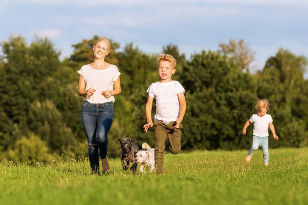 Anne iki erkek ve iki köpek ile bir çayır üzerinde çalışır