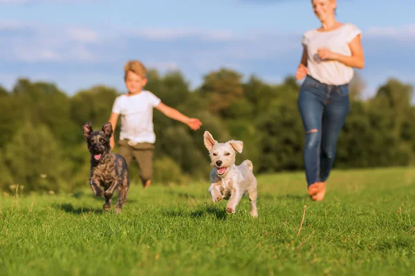 Anne oğlu ve iki küçük köpek ile bir çayır üzerinde çalışır