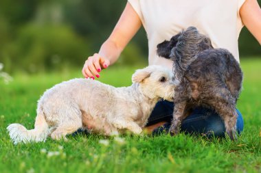 kadın iki korkunç melez köpek ile açık havada çalış