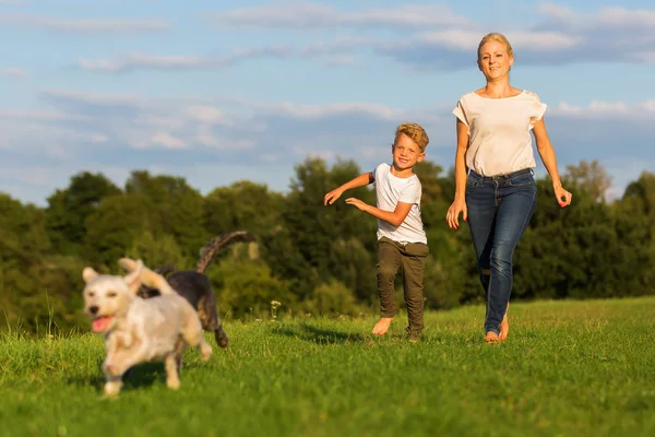 Mãe corre com seu filho e dois cães pequenos em um prado — Fotografia de Stock