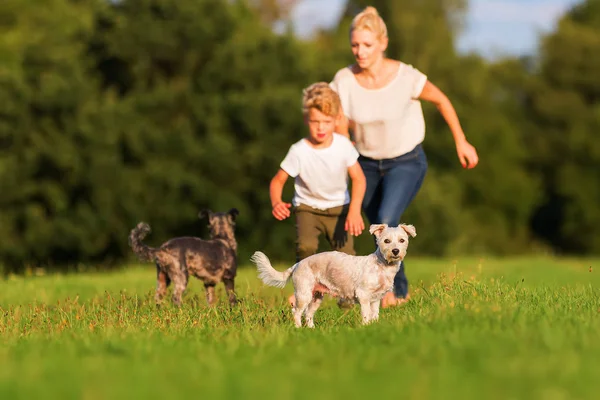 Mãe corre com seu filho e dois cães pequenos em um prado — Fotografia de Stock