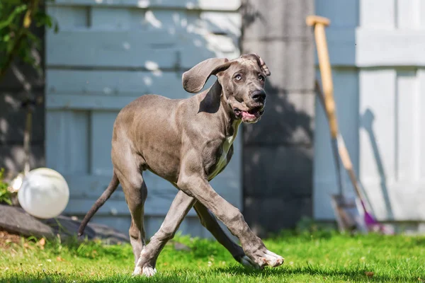 bahçede yürüyüş Danua köpek yavrusu