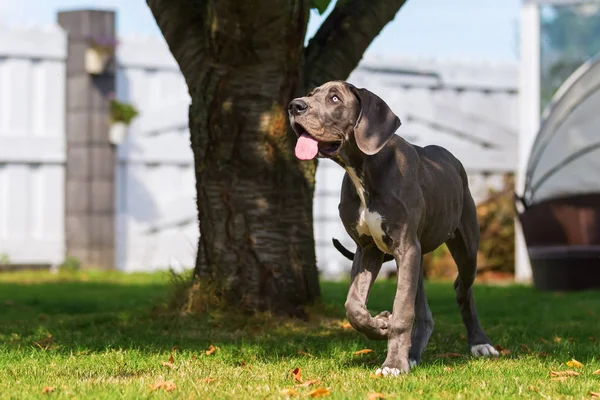 Puppy Dog spaceru w ogrodzie — Zdjęcie stockowe