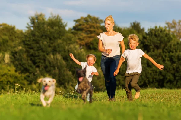 Anne iki erkek ve iki köpek ile bir çayır üzerinde çalışır