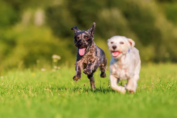 Dois cães híbridos terrier correndo no prado — Fotografia de Stock