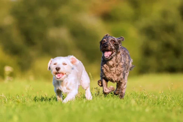 Dos perros híbridos terrier corriendo por el prado —  Fotos de Stock
