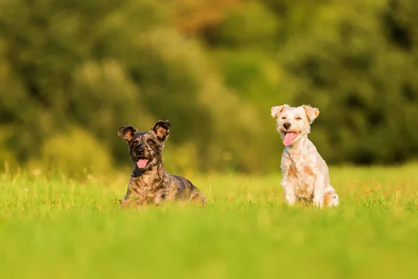 Två terrier hybrid hundar sitta på ängen — Stockfoto