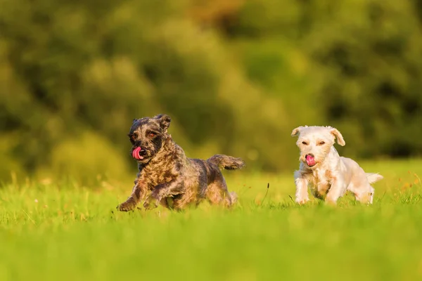 สุนัขไฮบริดเทอเรียร์สองตัววิ่งบนทุ่งหญ้า — ภาพถ่ายสต็อก