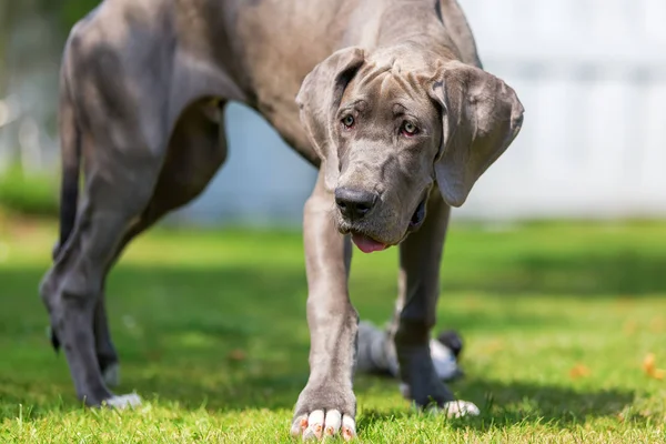 Német dog kiskutya áll a kertben — Stock Fotó