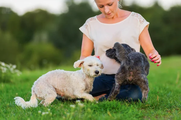 Mulher joga com dois terrier cães híbridos ao ar livre — Fotografia de Stock