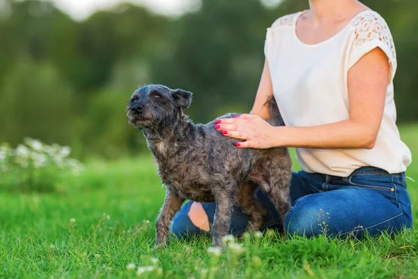 Mulher joga com um terrier híbrido ao ar livre — Fotografia de Stock