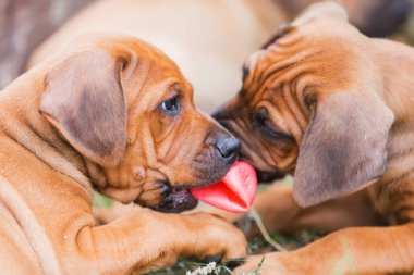 damged plastik top için mücadele iki Rodezya Ridgeback kukla