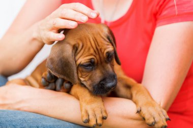 kadın Rodezya Ridgeback köpek yavrusu elinde tutar.