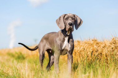 bir Danua köpek yavrusu ülke yol üzerindeki portresi