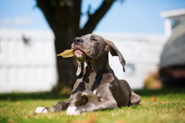Great dane puppy lies tired on the floor — Stock Photo, Image