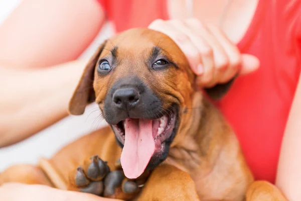 Kvinna håller en Rhodesian Ridgeback valp i händerna — Stockfoto