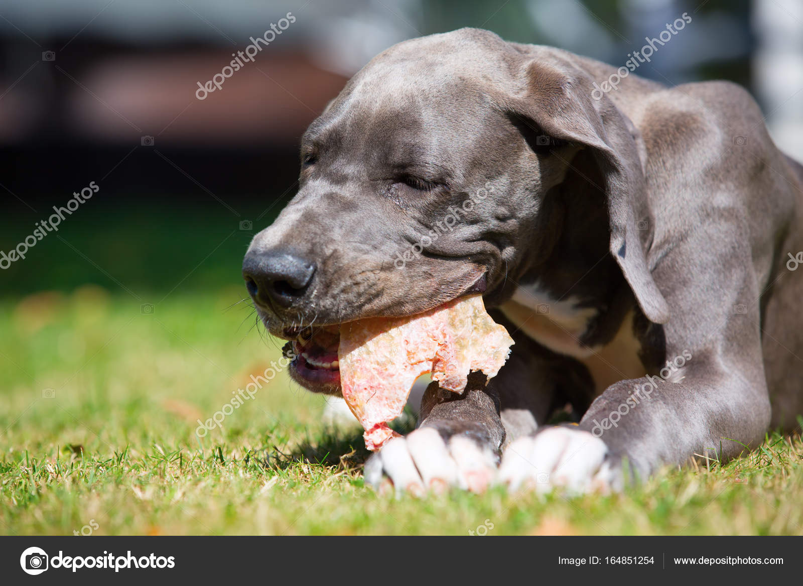 Great dane cheap eating grass