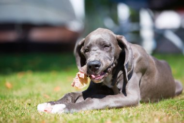 Danua köpek yavrusu çimenlerin üzerinde yatıyor ve bir domuz kulak kemikleri