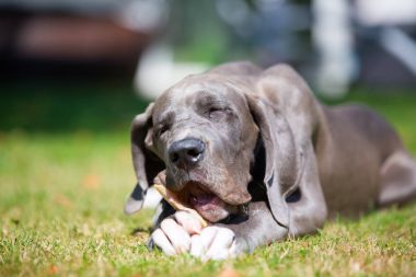 Danua köpek yavrusu çimenlerin üzerinde yatıyor ve bir domuz kulak kemikleri