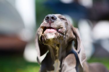Danua köpek yavrusu bir şey çiğnemek