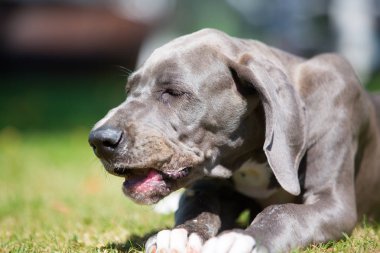 Danua köpek yavrusu bir şey çiğnemek