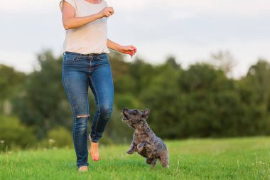 kadın bir çayır üzerinde korkunç melez köpeğiyle oynuyor