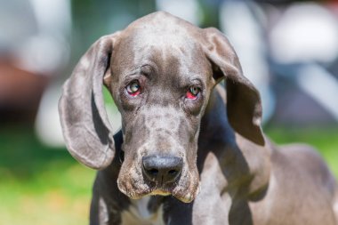 üzülmüş Danua köpek yavrusu