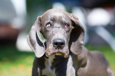üzülmüş Danua köpek yavrusu
