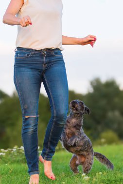 kadın bir çayır üzerinde korkunç melez köpeğiyle oynuyor