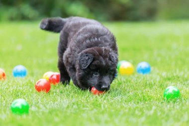 Eski Alman çoban köpek yavrusu toplarla oynuyor