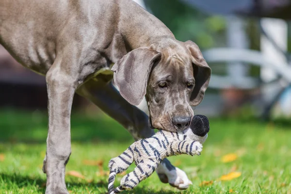 Grande cachorro dinamarquês com um brinquedo macio no focinho — Fotografia de Stock