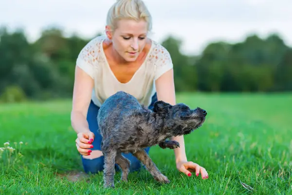 kadın bir çayır üzerinde korkunç melez köpeğiyle oynuyor